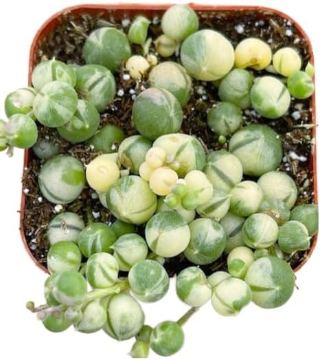 Succulents Plants Live 2" Variegated String of Pearls, Live Mini Succulent Plants, Easy Care House