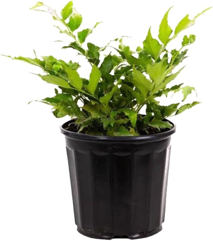 American Plant Exchange Holly Fern – 6-Inch Pot – Live Easy Care Shade-Loving Plant, Versatile