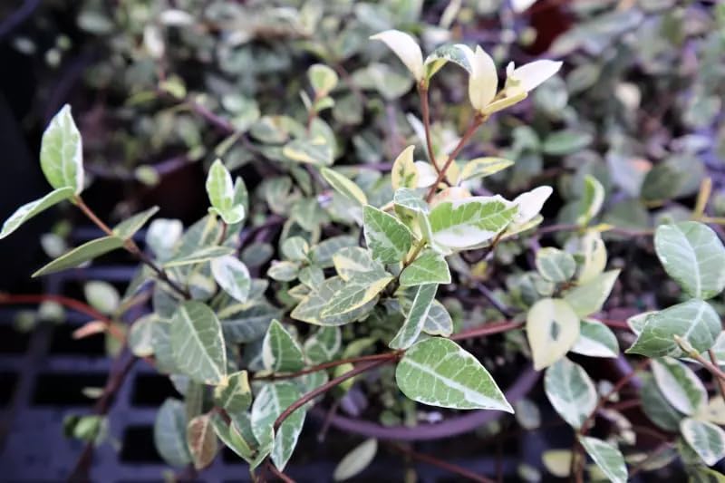 Variegated Asiatic Jasmine | 1 Live 4 Inch Plant | Trachelospermum Asiaticum | Fast Growing Ground