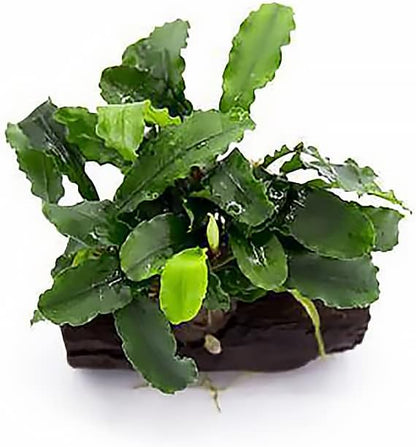 SubstrateSource Live Planted Decor - Bucephalandra Green Wavy on Driftwood - Bright Freshwater