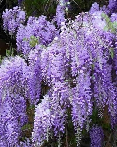 2 Blue Flowering Chinese Wisteria Vines - 6-12" Tall Live Plants - Wisteria Seedlings - Wisteria