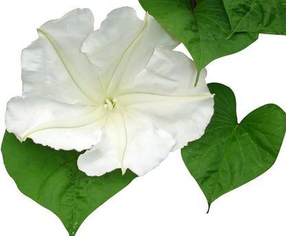 White Moonflower Vine Seeds - Climbing Vine Up to 15 Feet - Fragrant