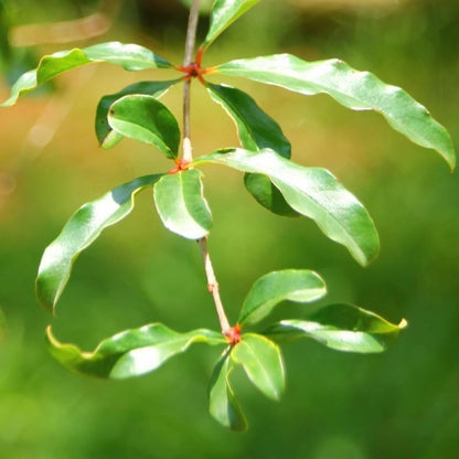 Live Dwarf Pomegranate Plant (Punica Granatum) - Compact, Ornamental Fruit Bearing Shrub