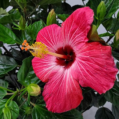 Hibiscus Bush Plant - Pink Flower - Overall Height 26" to 28" - Tropical Plants of Florida (Plant