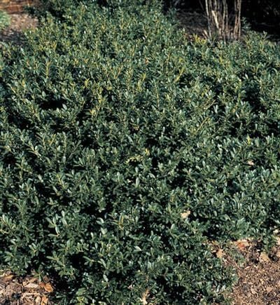 Hoogendoorn Holly Shrub I 3 Live Plants I Ilex Crenata | Lustrous Evergreen for Hedging, Privacy