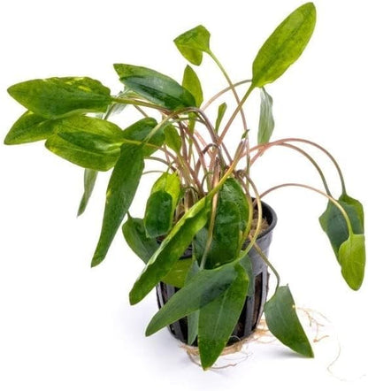 SubstrateSource Cryptocoryne Live Aquarium Plants - Freshwater Plant for Aquariums, Planted Fish