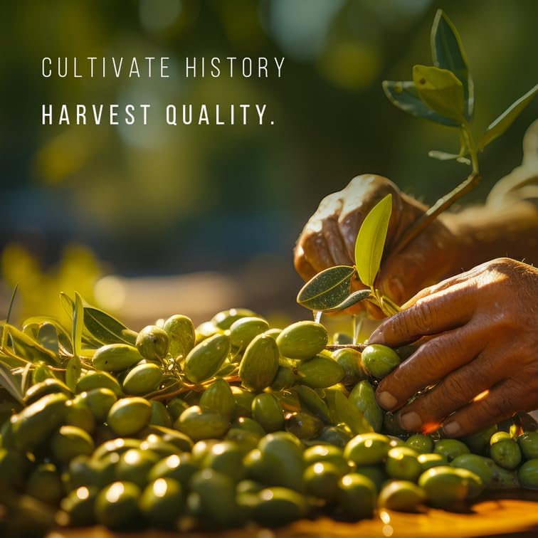Olive Tree Arbequina (4 Pack) Real Olea Europaea | Easy to Grow Plants | Great Gift for