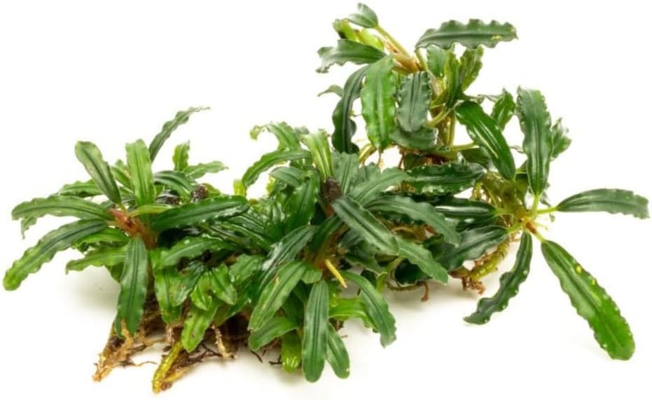 SubstrateSource Bucephalandra Catherinae Green Live Aquarium Plant - Natural Freshwater Fish Tank