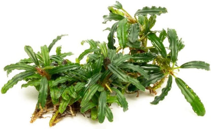 SubstrateSource Bucephalandra Catherinae Green Live Aquarium Plant - Natural Freshwater Fish Tank