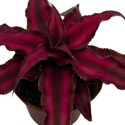 BubbleBlooms Cryptanthus Bivittatus in a 2 inch Pot Earth Star Bromeliad, Tiny Mini Pixie Plant