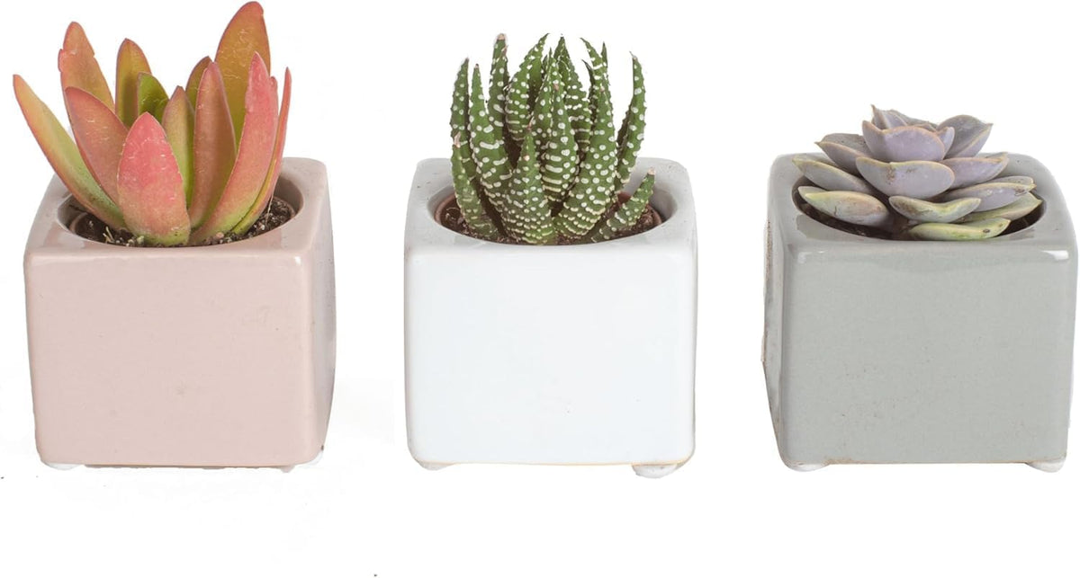 Costa Farms Mini Succulents (3-Pack), Assorted Live Indoor Succulent Plants in Cute Decor Planters
