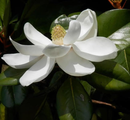 15PCS White Southern Magnolia Flower Seeds Beautiful Ornamental Landscape Tree Seeds
