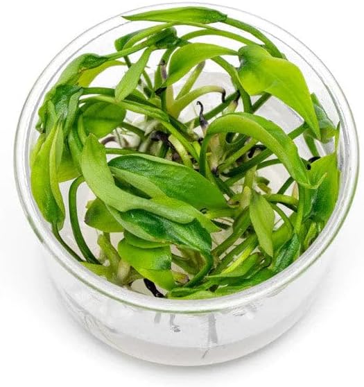 Ultum Nature Systems Live Tissue Culture - Lagenandra meeboldii 'Green' - Moderate - Low to