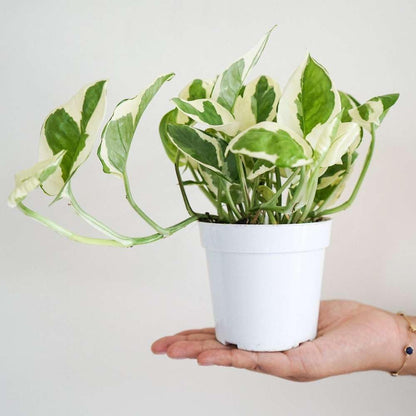 Pothos 'N'joy' Live Plant for Indoor | Different Houseplants in 4'' & 6'' Pot | Real House Plant