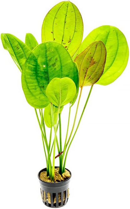 SubstrateSource Echinodorus Yellow Sun Sword Live Plant for Freshwater Aquariums, Natural Fish Tank