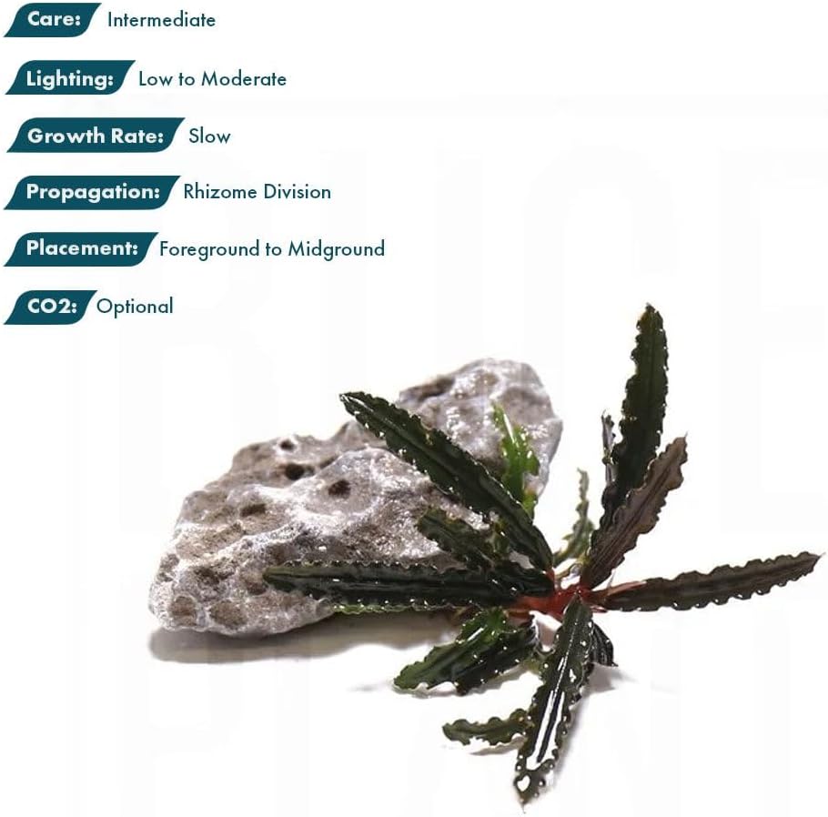SubstrateSource Live Plants – Bucephalandra Belindae (Bucephalandra belindae) – Low to Medium