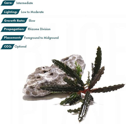 SubstrateSource Live Plants – Bucephalandra Belindae (Bucephalandra belindae) – Low to Medium