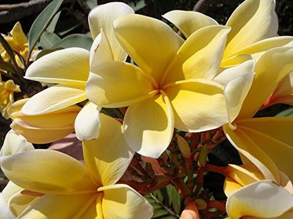 Hawaiian Frangipani Plumeria Plant Cuttings 10 Inches Long C1 Discount Hawaiian Gifts