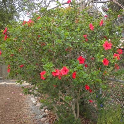 Pink Hibiscus. rosa-sinensis. Live Plant - Tropical Blooming Hibiscus, Pretty Flowers, Used in Tea