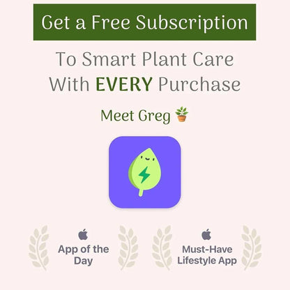 American Plant Exchange Monstera Deliciosa – Live 4-Inch Pot in Stylish Pot Cover, Easy-Care Split