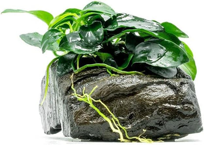 SubstrateSource Live Planted Decor - Anubias Nana Petite (Anubias barteri VAR. Nana 'Petite') on