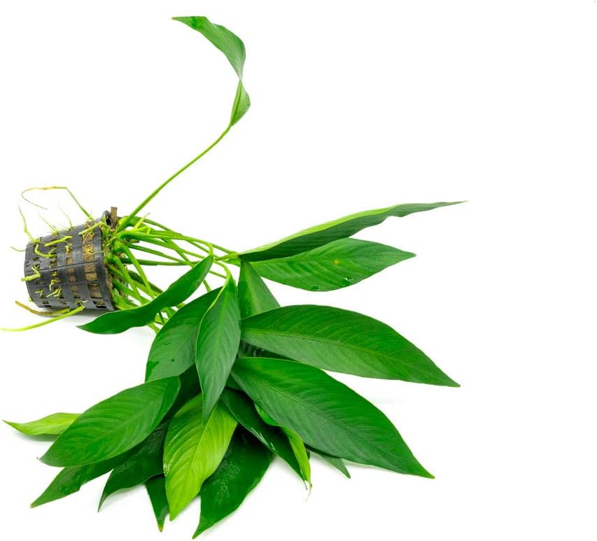 SubstrateSource Anubias Live Aquarium Plants - Potted Freshwater Plant for Fish Tanks, Terrariums