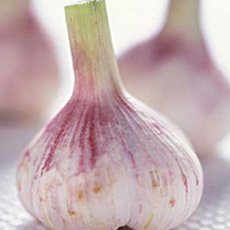 8 Garlic for Planting in Fall Hardneck, Purple Stripe Garlic Bulbs for Planting, Fresh and High