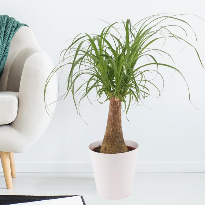 Gardenera Nolina Potting Mix - Unlock Robust Growth and Striking Structure with Our