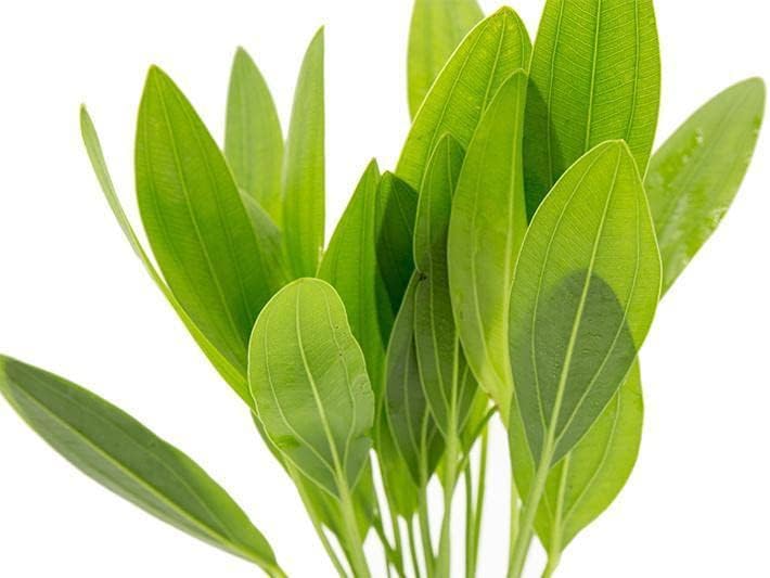 SubstrateSource Echinodorus Muricatus Radican Sword Live Plant for Freshwater Aquariums, Natural