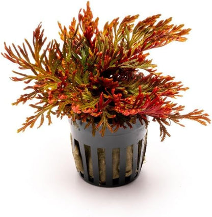 SubstrateSource Live Terrarium Plants - Spikey Moss for Terrariums, Paludariums - Easy, Beginner