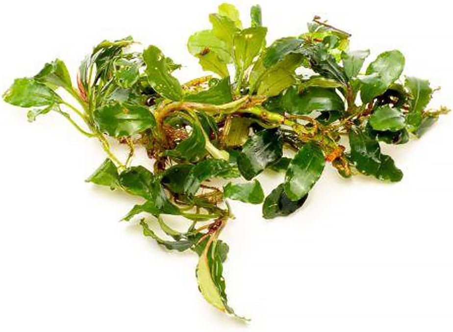 SubstrateSource Bucephalandra Red Cherry Live Aquarium Plant - Natural Freshwater Fish Tank