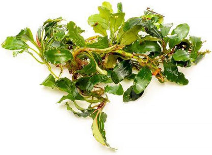 SubstrateSource Bucephalandra Red Cherry Live Aquarium Plant - Natural Freshwater Fish Tank