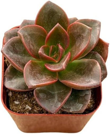2" Unique Succulents Plants Live, Live Starter Succulent Plants, Easy Care House Plants Rooted in
