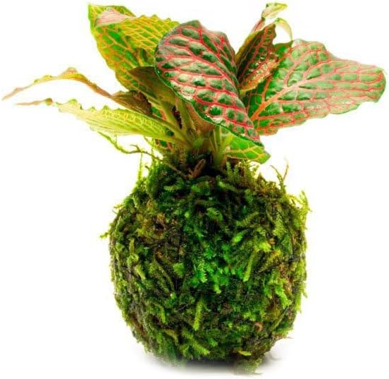 SubstrateSource Live Planted Decor - Nerve Plant (Fittonia albivenis) on Clay Moss Ball - Low to