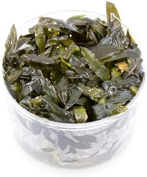 Ultum Nature Systems Cryptocoryne Wendtii Brown (Indonesian) Tissue Culture Live Plant for