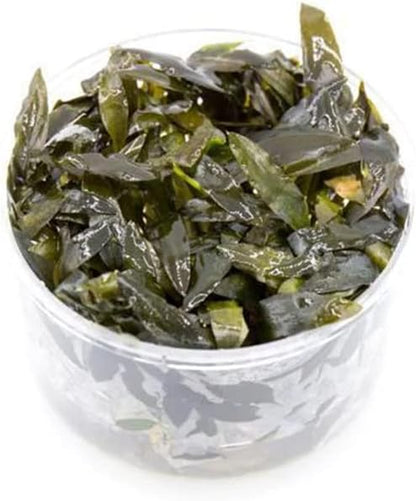 Ultum Nature Systems Cryptocoryne Wendtii Brown (Indonesian) Tissue Culture Live Plant for