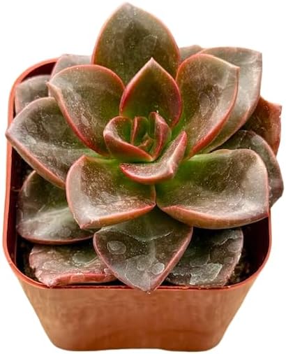 2" Unique Succulents Plants Live, Live Starter Succulent Plants, Easy Care House Plants Rooted in