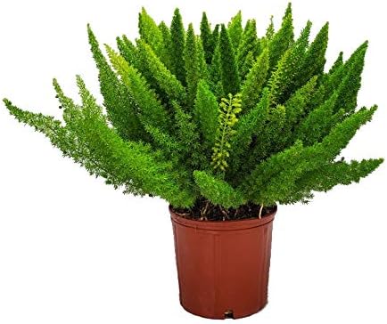 Foxtail Fern Plant - Live Asparagus Fern - 3 Gallon Pot - Overall Height 20" to 24" - Tropical