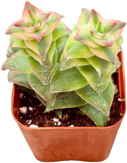 2" Variegated String of Buttons Unique Succulents Plants Live, Live Starter Succulent Plants, Easy