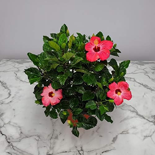 Hibiscus Bush Plant - Pink Flower - Overall Height 26" to 28" - Tropical Plants of Florida (Plant
