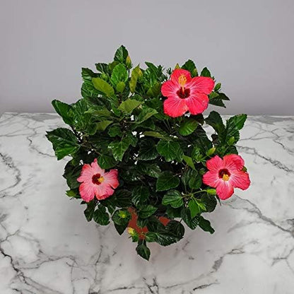 Hibiscus Bush Plant - Pink Flower - Overall Height 26" to 28" - Tropical Plants of Florida (Plant