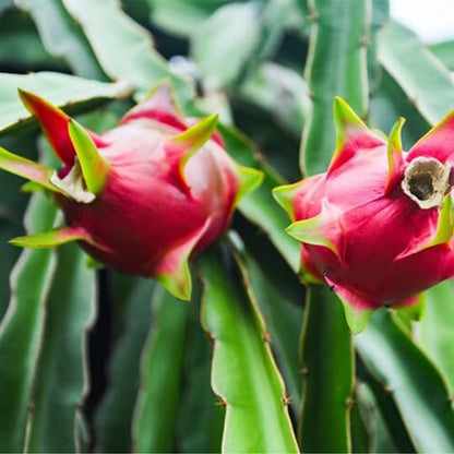 Dragon Fruit Edgar's Baby (4 Pack) | Real Live Fruit Plants for Sale | Rare Exotic Variety | Sweet