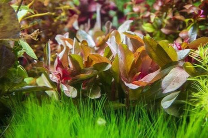 SubstrateSource Live Aquarium Stem Plants - Freshwater Aquatic Plant for Fish Tanks, Aquascaping