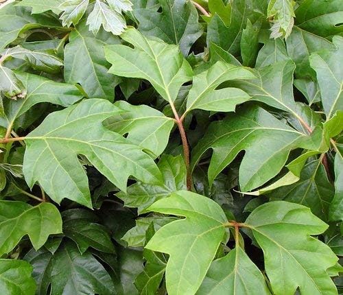 Grape Ivy - 3 Live Plants in 4 Inch Pots -Cissus Rhombifolia - Beautiful Easy Care Indoor