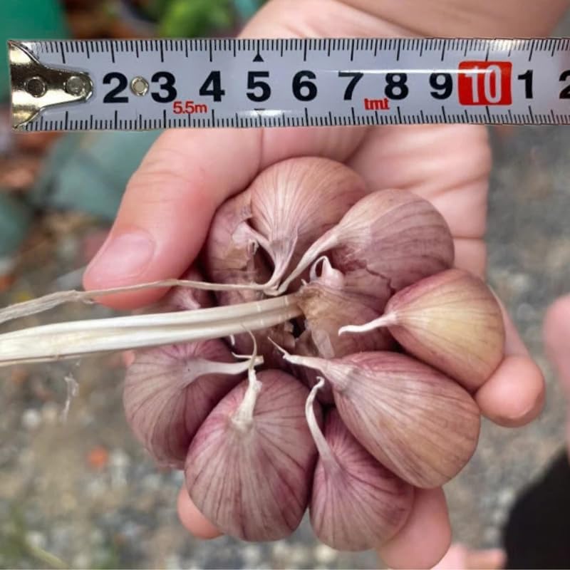 1 Pound Garlic for Planting in Fall Hardneck, 8-10 Large Garlic Bulbs for Planting, Fresh and High