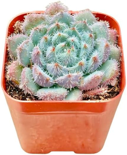 2" Echeveria Setosa Deminuta Unique Succulents Plants Live, Live Starter Succulent Plants, Easy