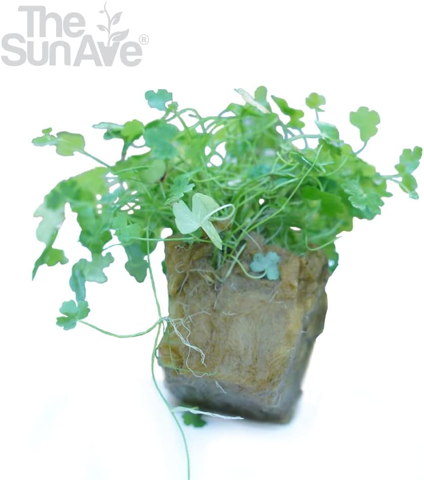 Dwarf Pennywort Hydrocotyle Tripartita Japan Live Aquarium Freshwater Plants Decoration