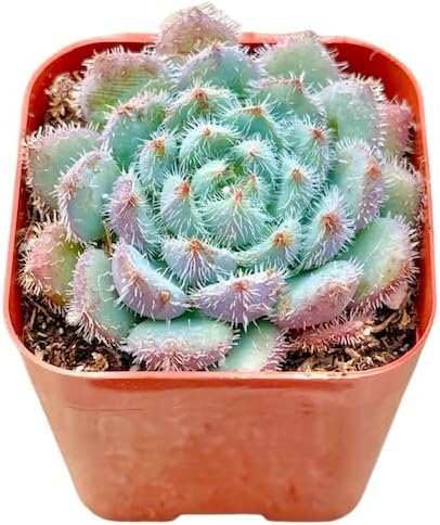 2" Echeveria Setosa Deminuta Unique Succulents Plants Live, Live Starter Succulent Plants, Easy