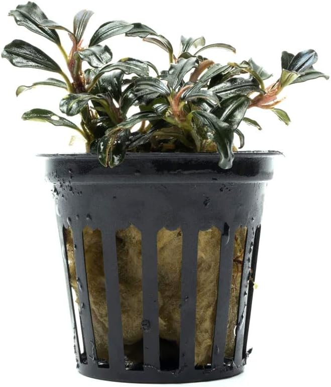 SubstrateSource Live Plants - Lamandau Mini Purple - Low to Medium Light Aquarium Display, Dark