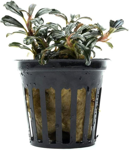 SubstrateSource Live Plants - Lamandau Mini Purple - Low to Medium Light Aquarium Display, Dark